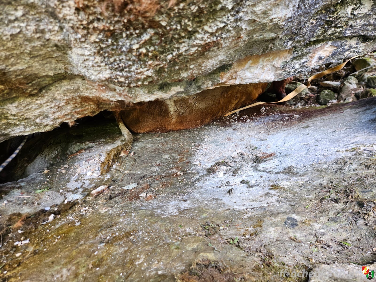 Einsatz Nr. 29 Tierbergung